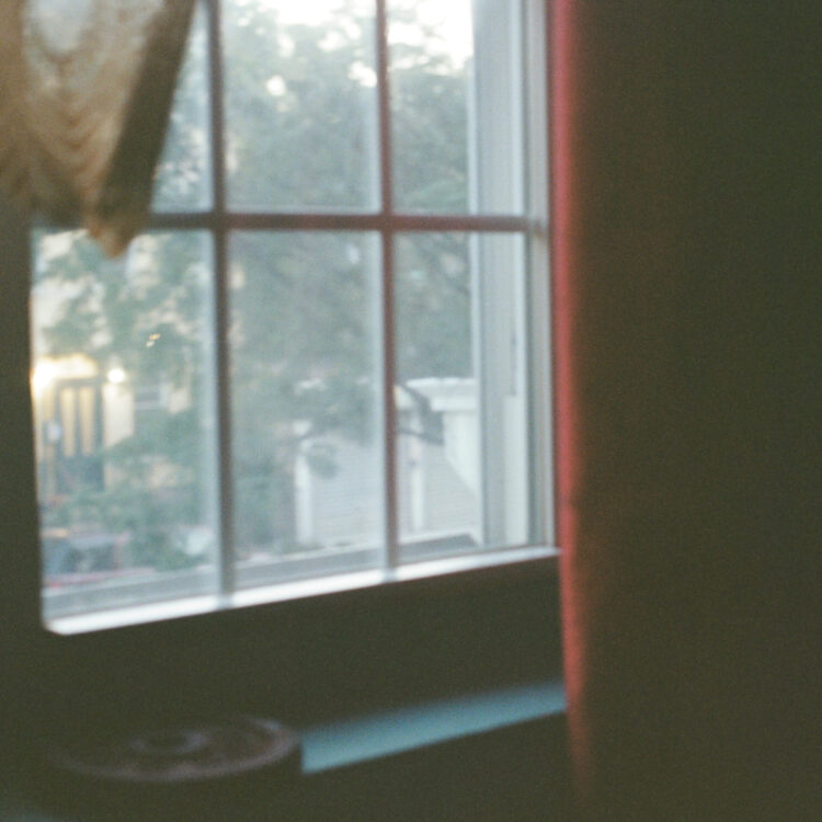 離婚伝説  紫陽花 (single jacket)